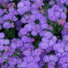 Ageratum-Patina-Blue