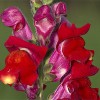 Antirrhinum