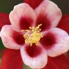 Aquilegia