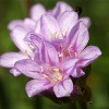 Armeria
