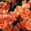 Begonia Elatior