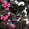 Begonia semperflorens