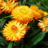 Bracteantha
