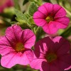Calibrachoa