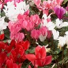 Cyclamen