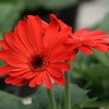 Gerbera