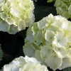 Hortensia