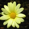 Margarita argyranthemum