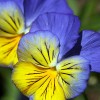 Viola
