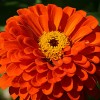 Zinnia