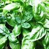 Albahaca