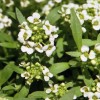 Alyssum