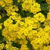 Alyssum saxatile