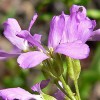 Arabis