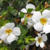 Bacopa