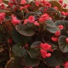 Begonia Doublet