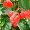 Begonia Dragon Wing