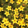 Bidens