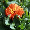Calendula