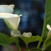 Callas