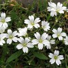 Cerastium