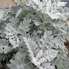 Cineraria