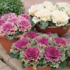 Col ornamental