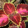 Coleus
