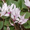 Cyclamen