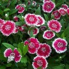 Dianthus