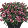 clavel sunflor