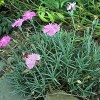 Dianthus deltoides