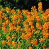 Erysimum