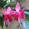 Fucsia
