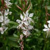 Gaura