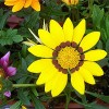 Gazania