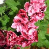 Geranio grandiflorum