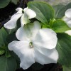 Impatiens