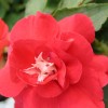 impatiens doble