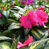 Impatiens Nueva Guinea