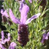 Lavanda