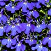 Lobelia