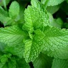 Menta