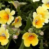 Nemesia