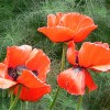 Papaver