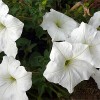Petunia