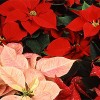 Poinsettia