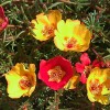 Portulaca