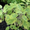 Salvia