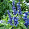Salvia farinacea